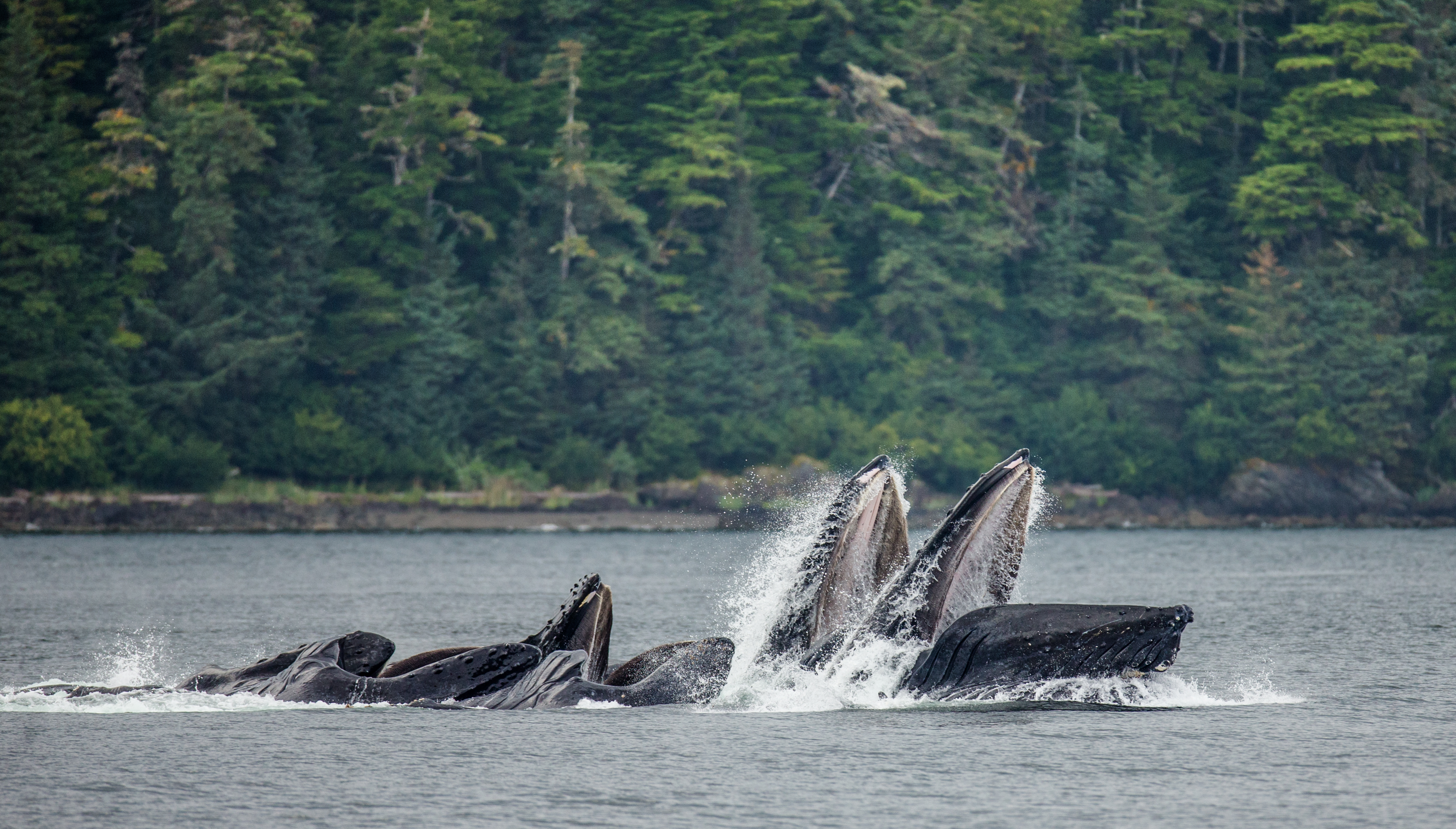 Humpback whale at Admiralty Island